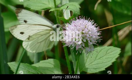 Papillon blanc ramasser le nectar d'une plante blanche dans la forêt Banque D'Images