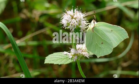 Papillon blanc ramasser le nectar d'une plante blanche dans la forêt Banque D'Images