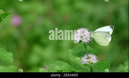 Papillon blanc ramasser le nectar d'une plante blanche dans la forêt Banque D'Images
