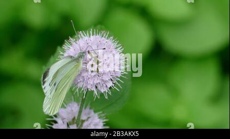 Papillon blanc ramasser le nectar d'une plante blanche dans la forêt Banque D'Images