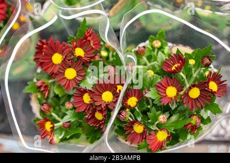 Chrysanthemum boron coréen dans un bouquet de printemps, un cadeau. Chrysanthème koreanum rouge foncé bordeaux. Bouquet de printemps naturel frais dans une wra en plastique Banque D'Images