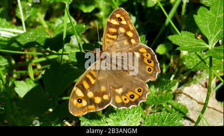 Papillon brun parmi les plantes forestières Banque D'Images