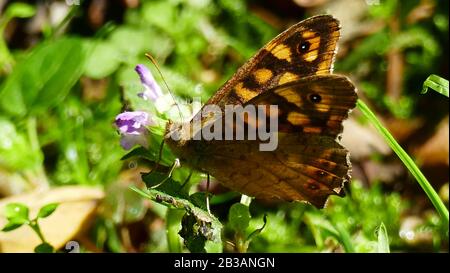 Papillon brun parmi les plantes forestières Banque D'Images