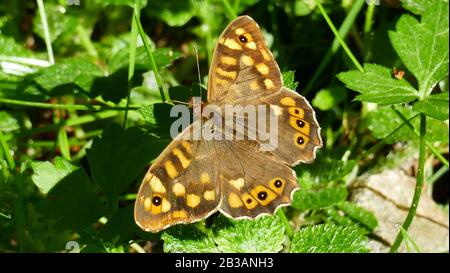Papillon brun parmi les plantes forestières Banque D'Images