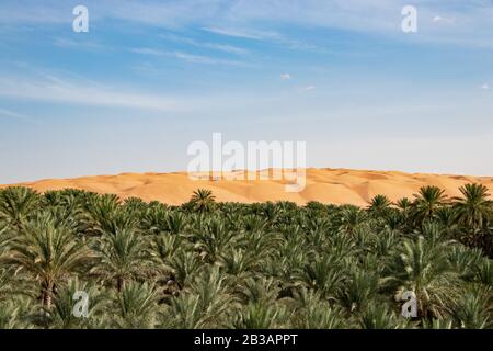 Oasis avec les palmiers de Date à Biiddiyya à l'entrée aux sables de wahiba pour camper en Oman Banque D'Images