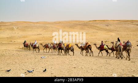 Caravane à dos de chameau dans le désert près des pyramides de Gizeh en Egypte Banque D'Images