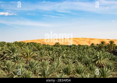 Oasis avec les palmiers de Date à Biiddiyya à l'entrée aux sables de wahiba pour camper en Oman Banque D'Images