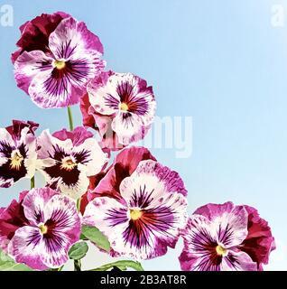 Fond isolé de fleurs de Pansy, illustration de l'aquarelle Banque D'Images