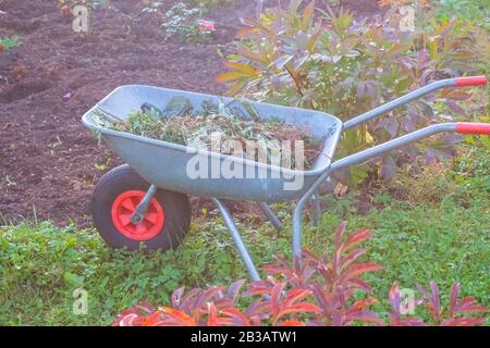 Brouette avec des feuilles sèches debout dans la cour rurale.Outils de jardinage - chariot en acier avec des plantes coupées, sol sur pelouse d'herbe verte dans un jardin de ferme Banque D'Images