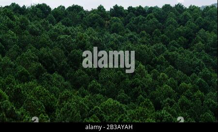 Pente d'une montagne pleine de pins Banque D'Images