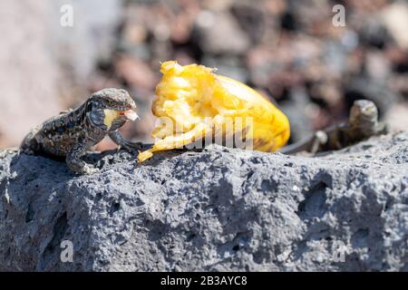 Les lézards muraux de la Palma (gallotie galloti palmae) avec une bouche de banane écartée sur le rocher volcanique. Le lézard mâle a une coloration bleu clair sous ne Banque D'Images