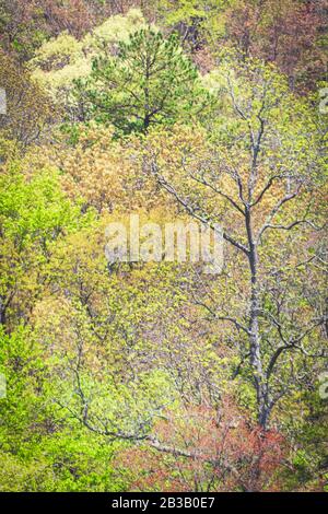 Flowering trees show off  the tender colors of spring, on the Blue Ridge Parkway in Asheville, NC, USA Banque D'Images