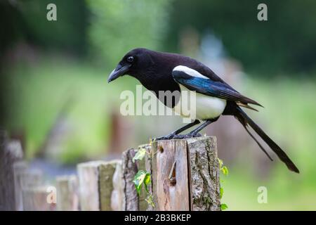 Magpie [ Pica pica ] sur le poteau rustique de clôture en bois Banque D'Images