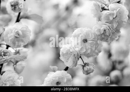 Vous êtes si beau. Arbre en fleurs Sakura., fond floral naturel. Belles fleurs printanières. Fleur d'arbre rose. Nouveau début de vie. Croissance de la nature et réveil. Journée des femmes. Vacances de fête des mères. Banque D'Images