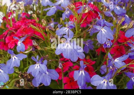 Un fond de lobelia et de verveine fleuries d'été. Banque D'Images