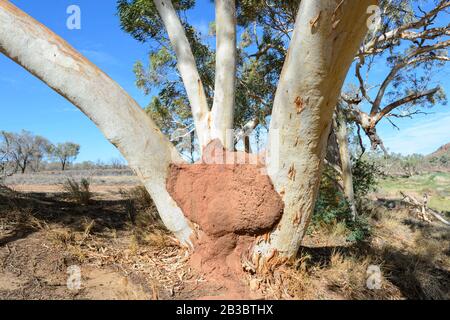 Termite sur un tronc de gums, West McDonnell Ranges, territoire du Nord, territoire du Nord, Australie Banque D'Images