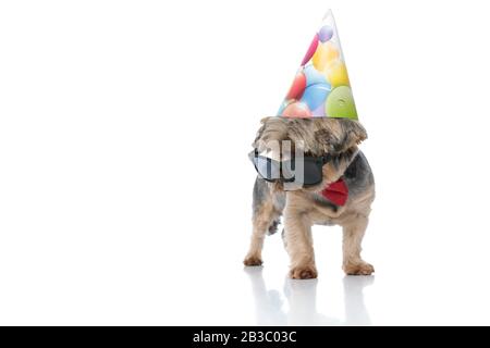 Joyeux Anniversaire Yorkshire Terrier Wearing Hat Photo Stock Alamy