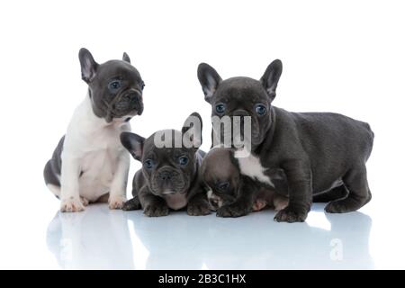 Quatre chiots français bourdogs mignons regardant curieusement autour, se posant côte à côte sur fond blanc de studio Banque D'Images