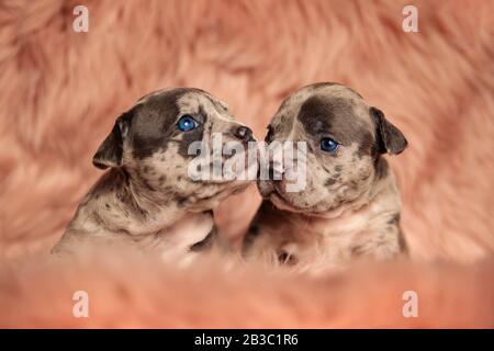 Deux adorables chiens de bouée américains assis et se labourant sur fond de studio rose Banque D'Images