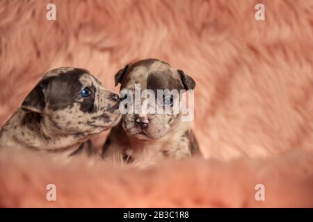 Un chien ronflé américain embrassant un autre sur la joue sur fond de studio rose Banque D'Images