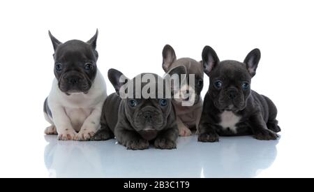 Des oursons bourdogs français dutiful qui attendent avec impatience de se poser à côté l'un de l'autre sur fond de studio blanc Banque D'Images