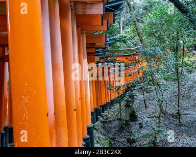 De belles portes tori orange ramenant le chemin vers le sanctuaire de Fushimi Inari Taisha, un site classé au patrimoine mondial de l'UNESCO. Banque D'Images