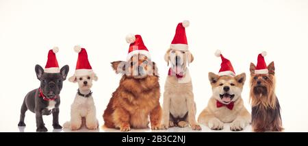 groupe de chiens adorables de santa dans une rangée sur fond blanc Banque D'Images