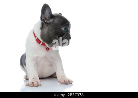 Un chiot avide et avide de de boulogots français regardant curieusement sur le côté tout en portant un col rouge et assis sur un fond de studio blanc Banque D'Images