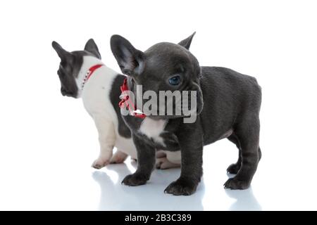 Deux chiots français bourdogs bizarrement regardant autour en se tenant debout et assis devant l'un de l'autre sur fond de studio blanc, portant le rouge Banque D'Images