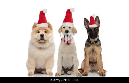 trois adorables chiots portant des chapeaux de père noël assis ensemble sur fond blanc Banque D'Images