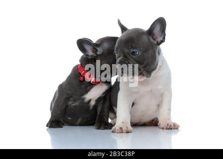 Deux adorables chiots de type « buldog » français embrassent et s'assoiffent côte à côte sur fond de studio blanc, portant des colliers rouges Banque D'Images