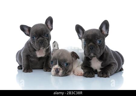 Trois chiots français dutiful buldog écoutent et attendent tout en posant et assis les uns à côté des autres sur fond blanc de studio Banque D'Images