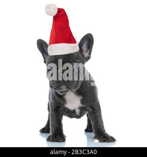 Chiot bourdogue français joyeux portant un chapeau de père noël tout en se tenant sur un fond de studio blanc Banque D'Images