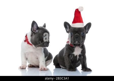 Avide bouée française curieusement regardant son frère qui porte le chapeau de père noël tout en étant assis côte à côte sur fond de studio blanc, portant des colliers rouges Banque D'Images