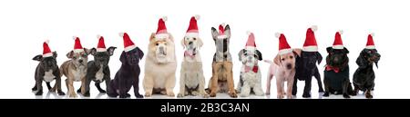 groupe de petits races diferentes chiots portant des chapeaux de père noël sur fond blanc Banque D'Images
