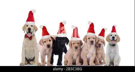 un groupe de chiots du labrador retriever portant des chapeaux du père noël sur fond blanc Banque D'Images