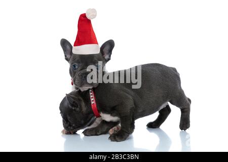 Vue latérale d'un buldog français gai debout et de la neige devant son frère qui porte le chapeau de santa Banque D'Images