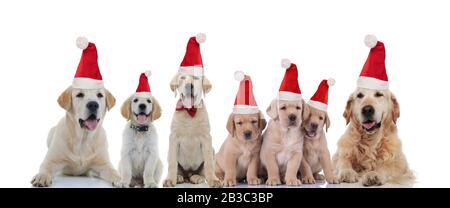 la famille des retriever du labrador et des retriever dorés porte des chapeaux du père noël sur fond blanc Banque D'Images