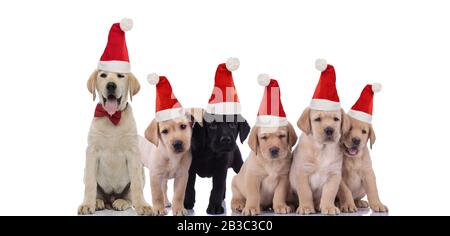 adorables chiots du labrador qui portent des chapeaux du père noël pour célébrer noël sur fond blanc Banque D'Images