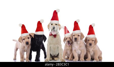 groupe de chiots adorables du labrador qui souhaitent fêter noël sur fond blanc Banque D'Images