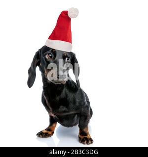 L'adorable père noël Teckel est sur fond blanc Banque D'Images