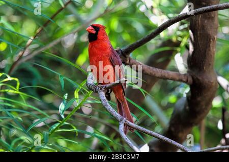 Rouge brillant Nord Cardinal, assis sur une branche sur comme arbre sur l'île de Maui. Banque D'Images