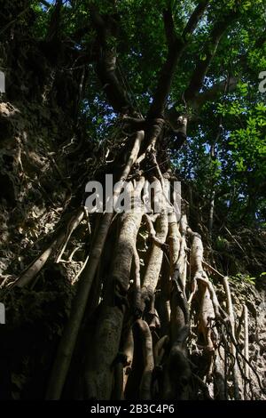 Magnifique arbre dans le parc national de Kenting à Pingtung, Taiwan Banque D'Images