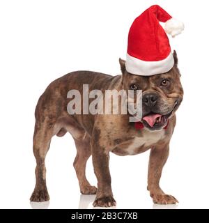 joli chapeau de noël américain, noeud papillon rouge, panting et de la langue, isolé sur fond blanc, tout le corps Banque D'Images