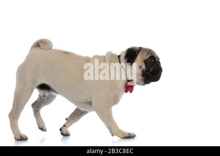 Vue latérale d'un curieux pug marchant et portant un noeud rouge sur fond blanc de studio Banque D'Images