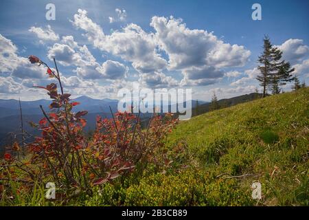 Arbustes, montagnes et nuages expressifs de bleuets rouges. Carpates Banque D'Images