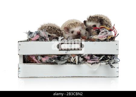 trois adorables hérissons se tenant dans une boîte avec de la laine, curieuse à côte, isolés sur fond blanc Banque D'Images