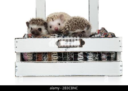 famille de trois hérissons assis dans une boîte avec laine, se sentant confortable et dormant, isolé sur fond blanc Banque D'Images