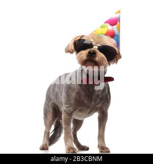 Joyeux Anniversaire Yorkshire Terrier Wearing Hat Photo Stock Alamy