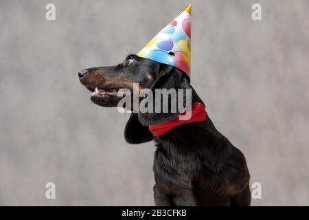 gros plan sur un joli chien teckel avec chapeau d'anniversaire assis et regardant de côté avec un regard profond sur son visage contre fond gris studio Banque D'Images